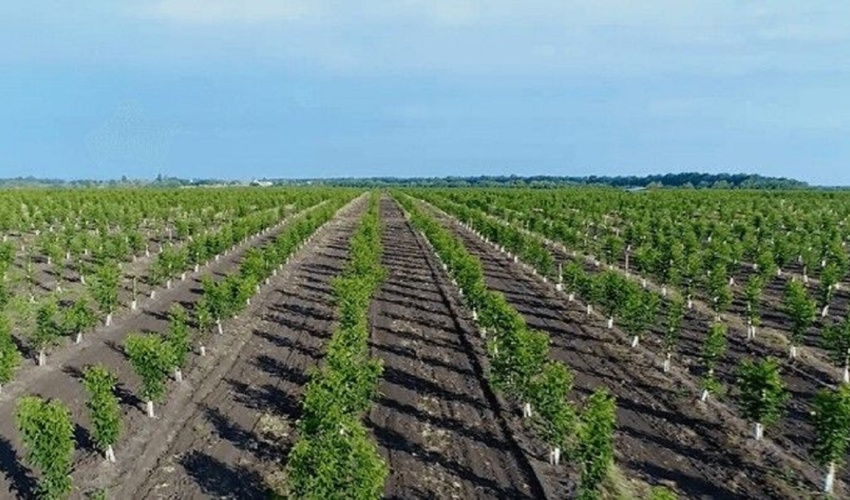 تولید سالانه بیش از ۵ میلیون اصله درخت در کرمان