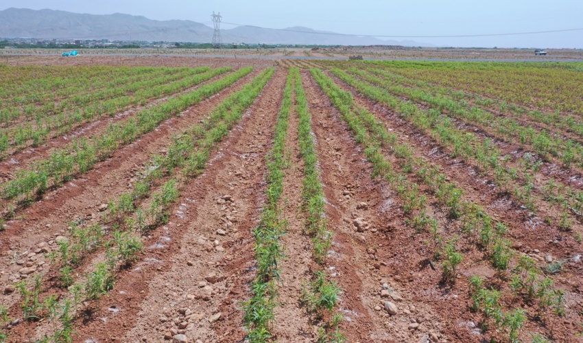  اجرای «طرح ملی کاشت یک میلیارد درخت» در اصفهان مُستلزم همکاری نهادهاست