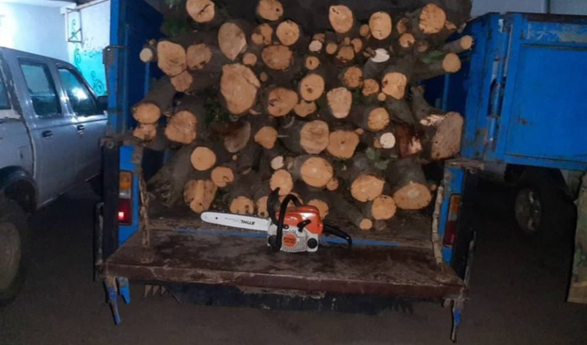 دستگیری دو نفر متخلفِ قطع درختان جنگلی در استان اردبیل