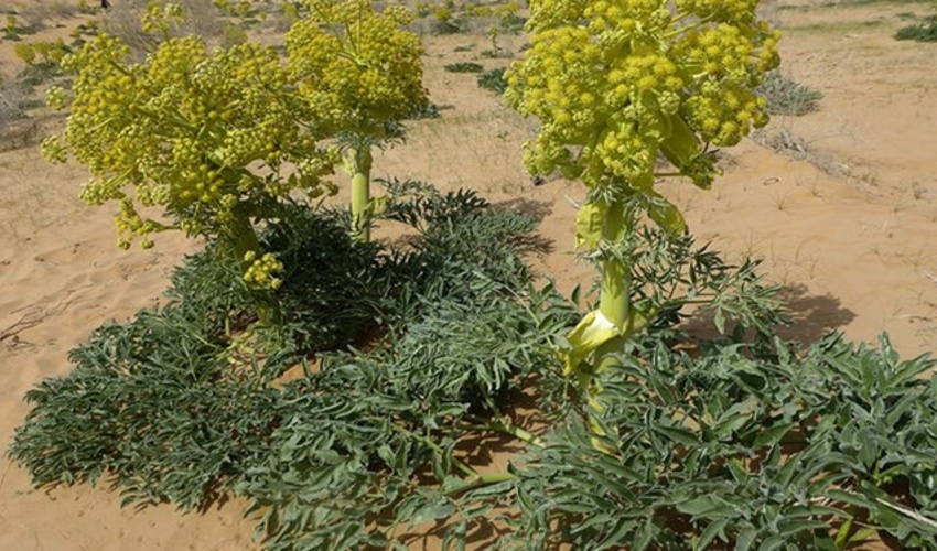  آنغوزه! یکی از ده گونه شاخص استان کرمان