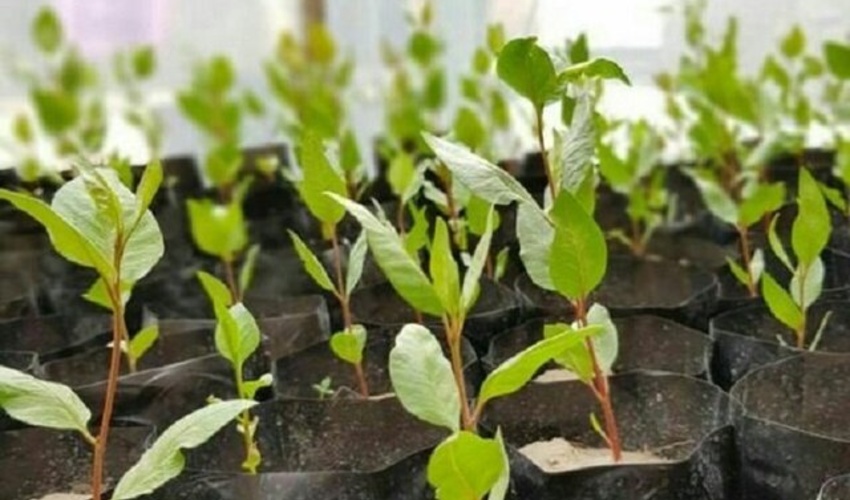 آغاز طرح کاشت 4 میلیون اصله درخت در خراسان شمالی با 70 هزار اصله نهال پسته