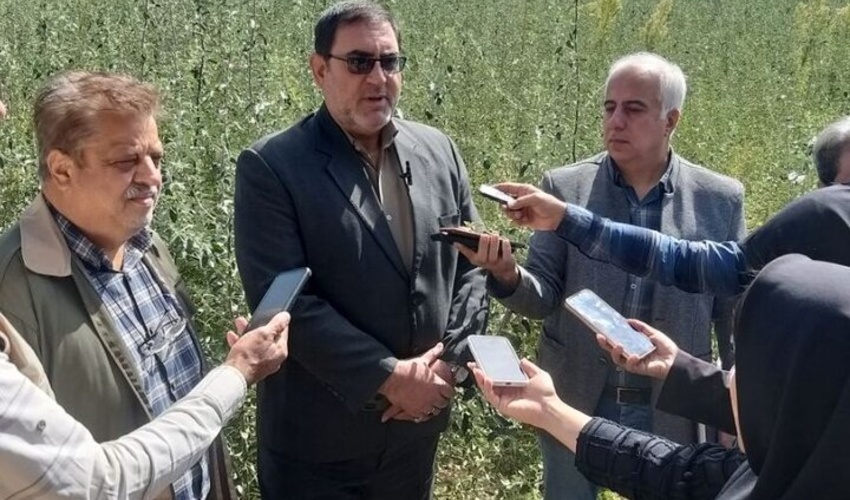 کاهش پرونده‌های قاچاق چوب در استان سمنان/رسانه‌ها فرهنگ‌سازی کنند