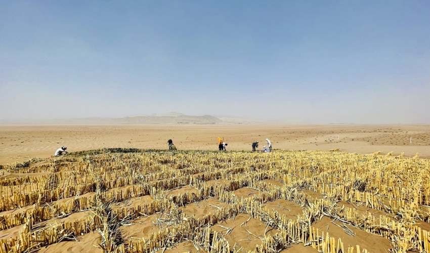 بادشکن های  زیستی، بیابان های ایران را «زیستی» می‌کند