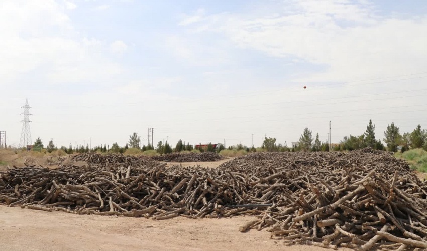 اصفهان/ قاچاق چوب، زخم عمیقی بر جنگل‌های زاگرس