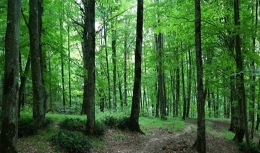 ساری/ آزادسازی 328 هکتار عرصه جنگلی از جنگل خواران