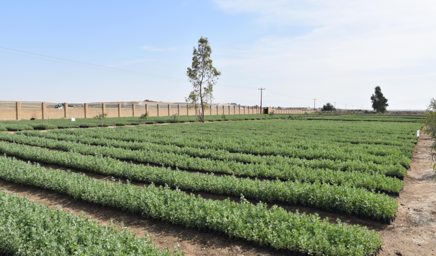 گلستان/ 4500 هکتار عرصه مرتعی و بیابانی مناسب کشت بوته های تولید شده شناسایی شده است