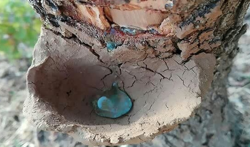 ۶۰ تن "سقز" در کرمانشاه برداشت شد