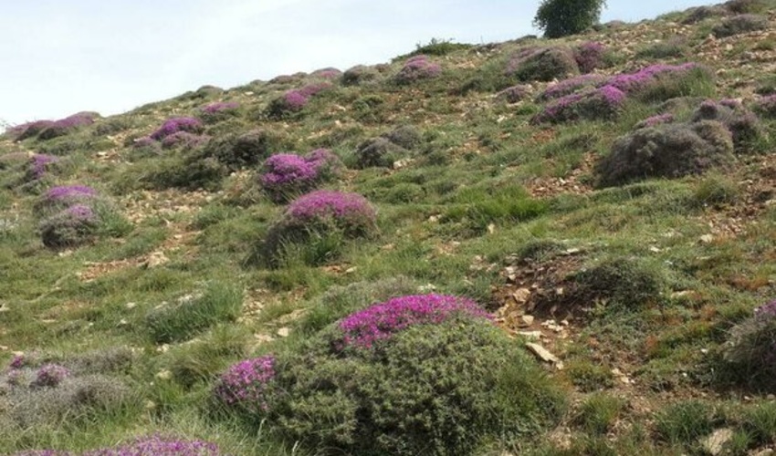 هر گونه بهره برداری از منابع طبیعی باید در قالب طرح انجام شود