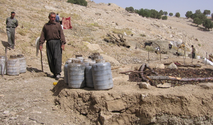 فعالیت 55 تعاونی در زمینه استحصال شیره سقز در استان ایلام