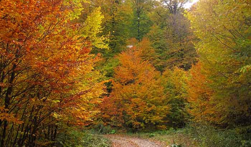 تدوین طرح مدیریت پایدار جنگل‌های شمال پنج سال طول می‌کشد