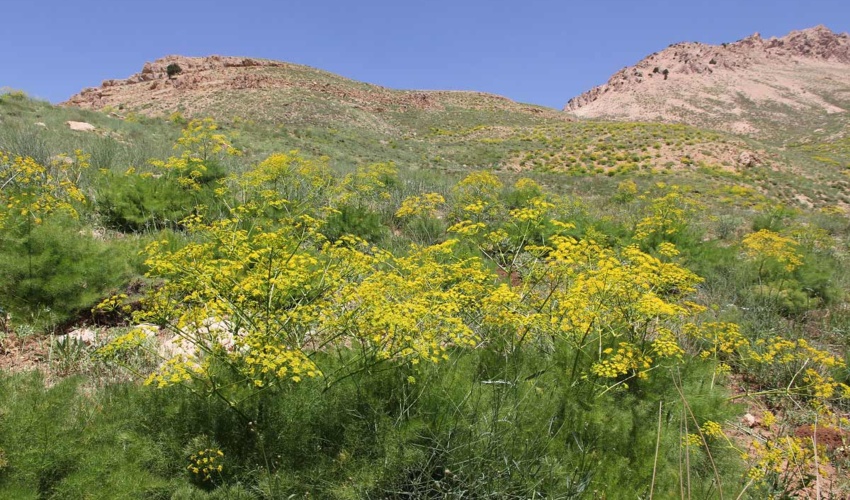 بررسی عوامل تخریب مرتع و نقش مدیریت پایدار مراتع در کاهش گرد و غبار و ریزگردها