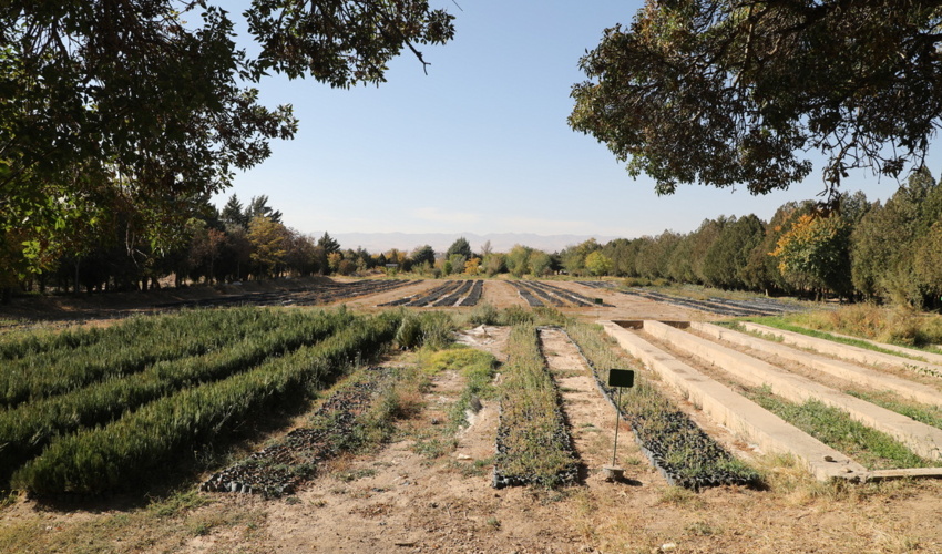 گزارش تصویری/احیای نهالستان کوشکن زنجان؛ صرف فعل توانستن و خودباوری در اجرای جهادی طرح یک میلیارد درخت