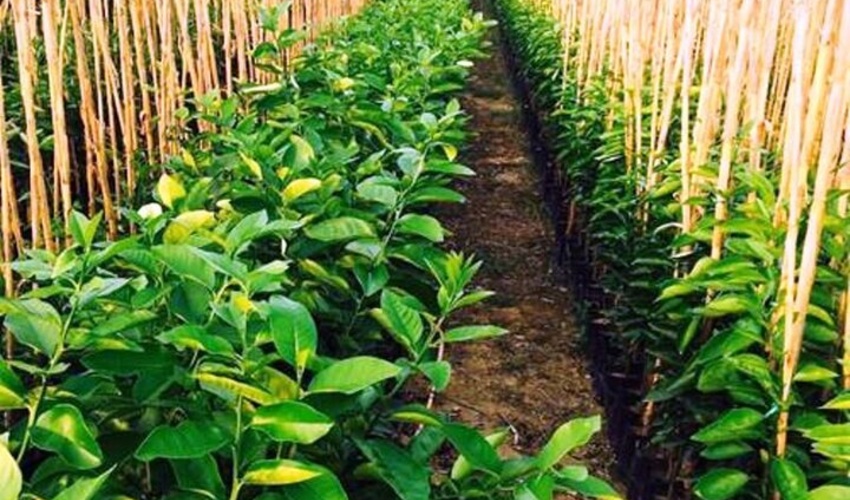 نهال کاری ۶ هزار و ۵۰۰ هکتار اراضی بیابانی در استان یزد