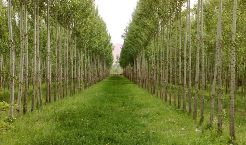 ۵۰۰ هزار اصله نهال صنوبر در استان مرکزی آماده توزیع است