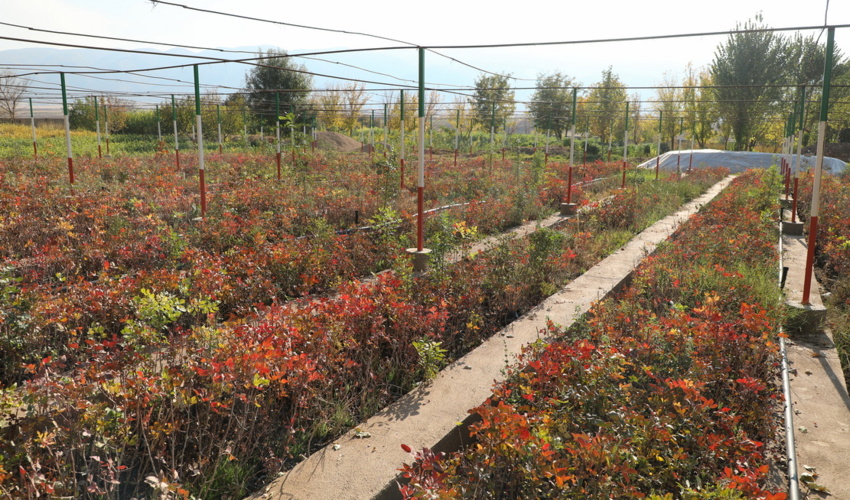 گزارش تصویری/تولید یک میلیون نهال در سال جاری در نهالستان مادرتخصصی ایوان 