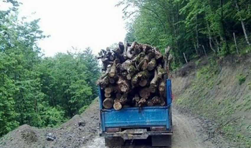 قاچاقچیان چوب مامور منابع طبیعی شهرستان نور را زخمی کردند