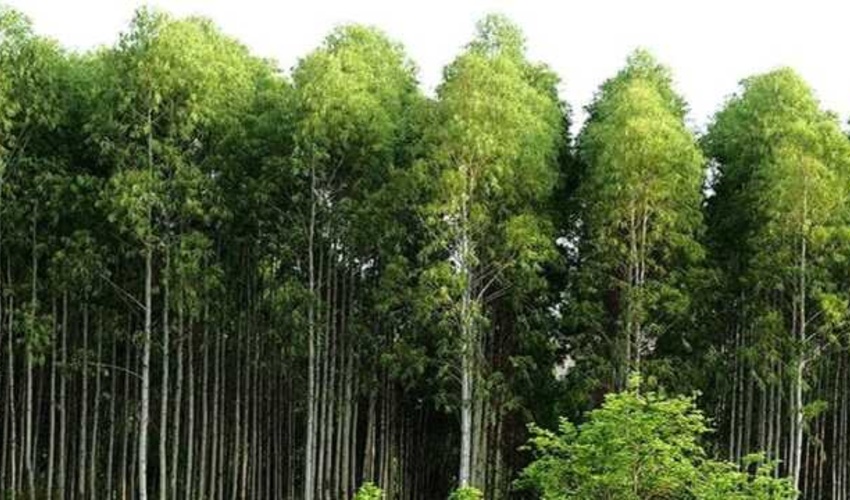 کرمانشاه/توسعه زراعت چوب در قصرشیرین؛ طرح جدیدی برای بهره‌وری از منابع طبیعی