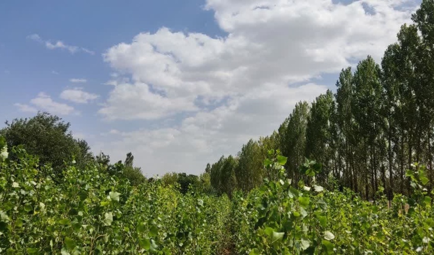 همکار خبرنگار؛ سید مصطفی موسوی از استان همدان