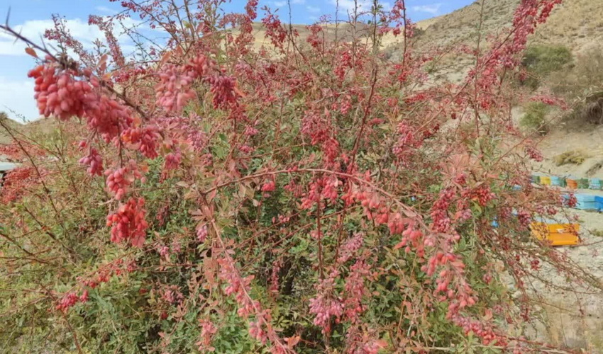 همکار خبرنگار؛ مهدی صحرائی از استان خراسان رضوی