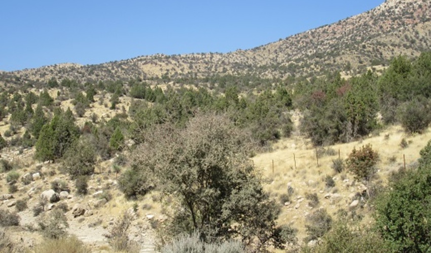 شناسایی بیش از 43 هزار هکتار ذخیرگاه جنگلی در فارس