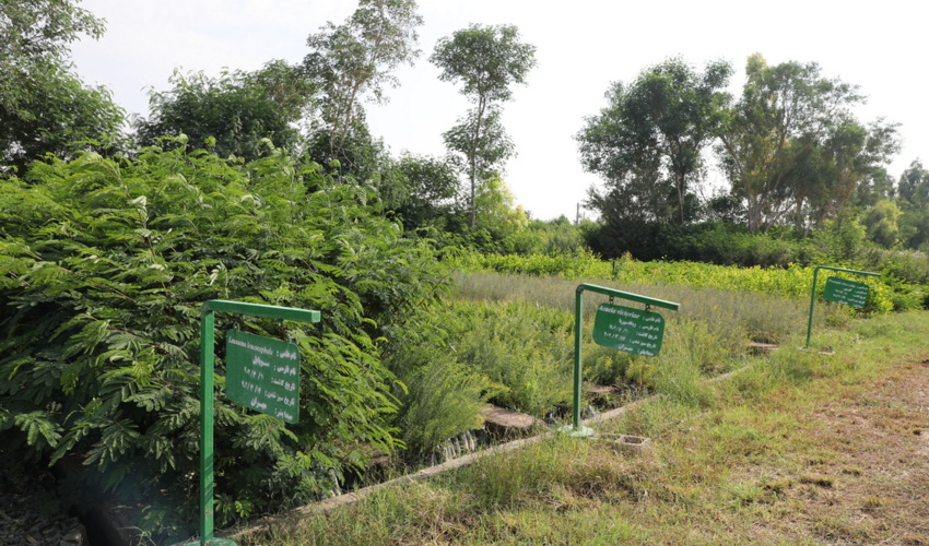 جهش 2 برابری تولید نهال نهالستان محسن آب مهران