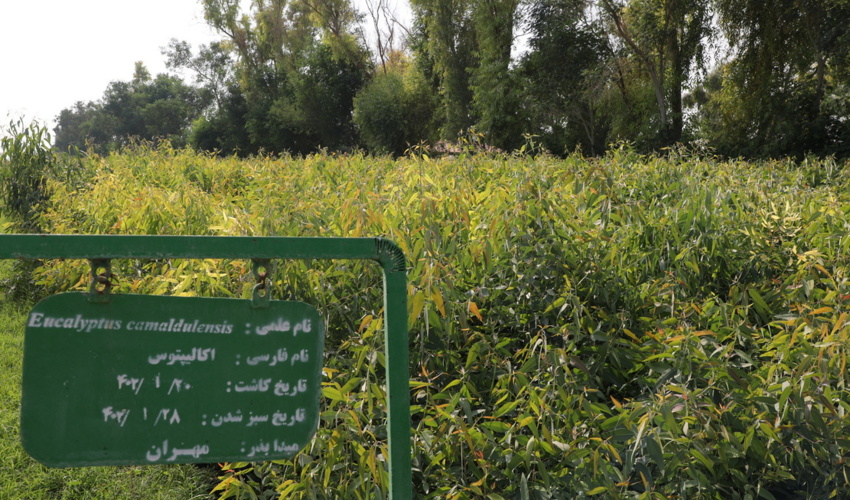 گزارش تصویری/نهالستان گرمسیری محسن آب مهران؛ نمونه عینی طراوت و تولید 