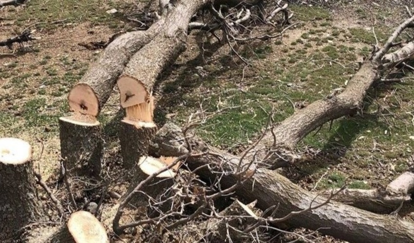 مامور یگان حفاظت منابع طبیعی استان کرمانشاه مجروح شد