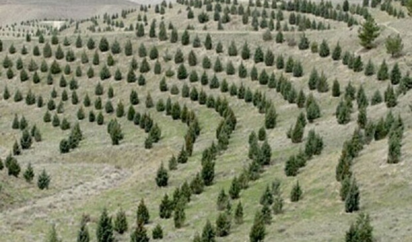 تسریع اجرای طرح ملی کاشت یک میلیارد درخت با همکاری وزارت دادگستری