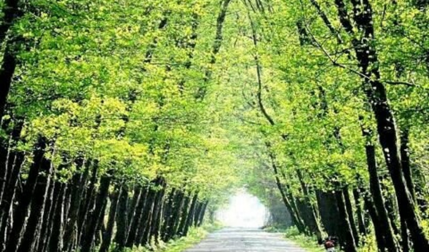 این جاده جنگلی زیبا کجاست؟!
