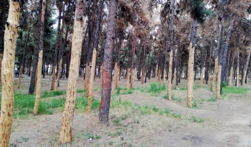 کوتاهی ۳۰ ساله شهرداری در نگهداشت درختان؛ عامل طغیان شدید آفات در اغلب پارک‌های جنگلی تهران