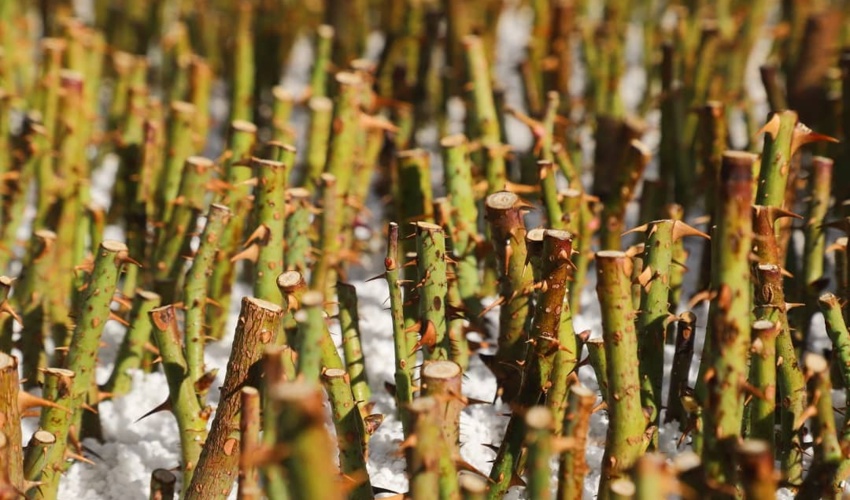 ۲۲۰ هزار قلمه گل محمدی در استان مرکزی تولید شد