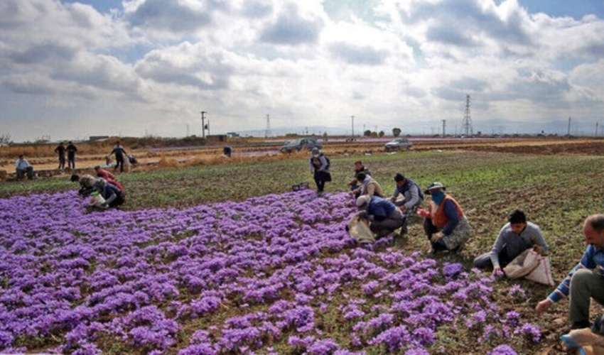 100 درصد مراتع همدان ممیزی شد