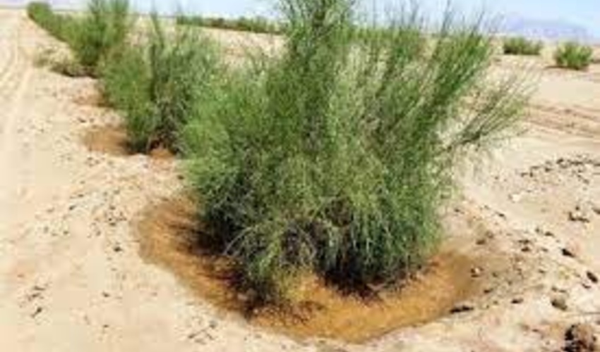 یادداشت هفته/ تاثیر احداث هلالی های آبگیر بر جذب نزولات آسمانی و احیای تاغزارهای ورامین