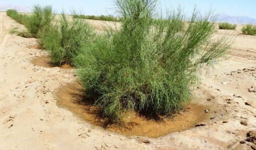 البرز/ ۵۰۰ هکتار اراضی بیابانی اشتهارد برای نهالکاری آماده سازی شد