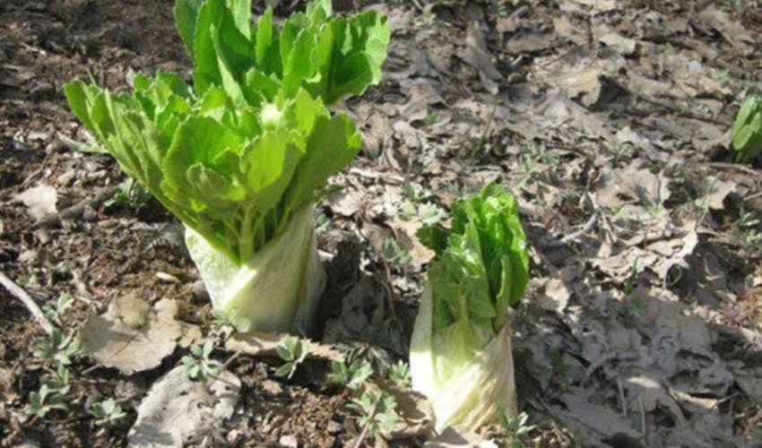 هزار و ۲۵۰ گونه گیاهان دارویی چهارمحال و بختیاری نیازمند صنایع تبدیلی است