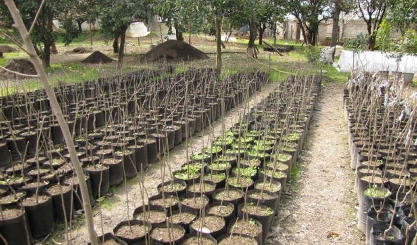 هم افزایی لازم در استان همدان به منظور اجرای طرح مردمی کاشت یک میلیارد درخت 