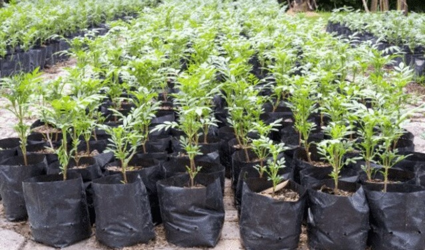 هوشمندسازی نهالستان‌ها، اولویت نخست منابع طبیعی در حوزه دانش‌بنیان است