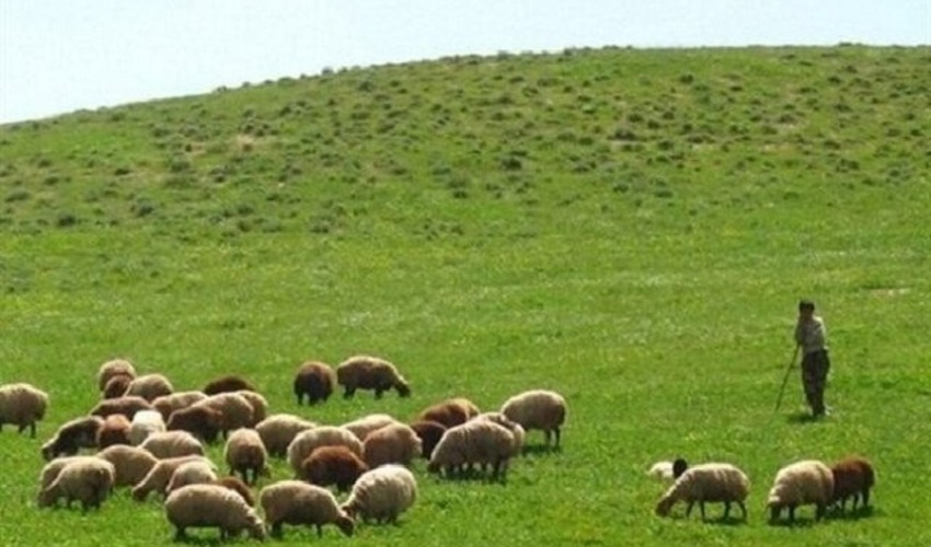 احیای 20 میلیون هکتار از مراتع کشور ذیل برنامه هفتم توسعه