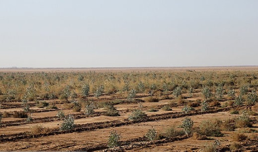 همدان/ اتمام نهالکاری 270 هکتار از عرصه منابع ملی «تجرک» کبودراهنگ