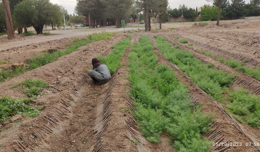 خراسان جنوبی/ تولید بیش از 200 هزار اصله نهال