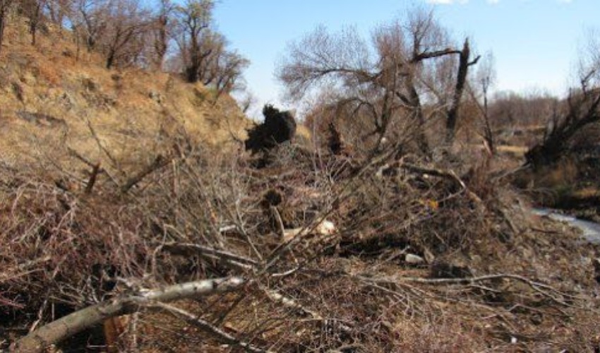نوشهر/ نشانه گذاری درختان خطرساز و شکسته در جنگل های مازندران