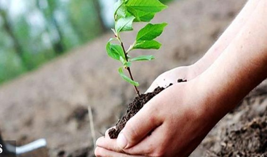 لرستان/ کاشت 10 هزار اصله نهال در بروجرد