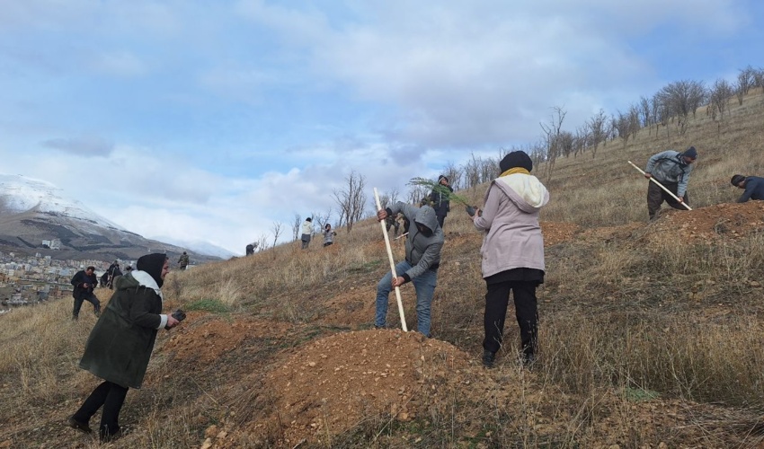 کاشت 500 هزار اصله نهال در کردستان شروع شد