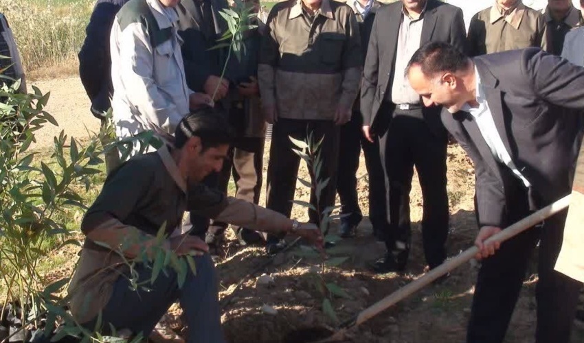 کرمانشاه/ نهالکاری 100هکتار از اراضی منابع ملی روستا‌های قصرشیرین