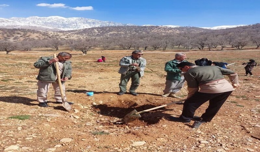 کاشت ۱۰ هزار اصله درخت در کهگیلویه و بویراحمد آغاز شد