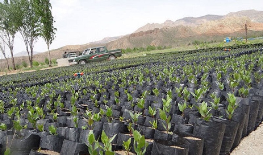 زنجان از مرز تولید 5 میلیون نهال عبور کرد