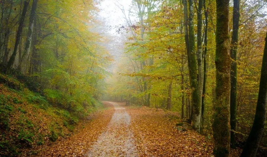 سایه روشن های ششمین دوره آماربرداری سراسری جنگل های هیرکانی از زبان مدیر کل دفتر جنگلداری