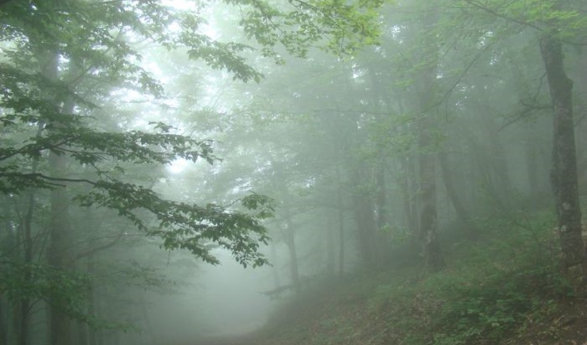 قدر جنگل ها را بدانیم/ اول فروردین ماه روز جهانی جنگل است