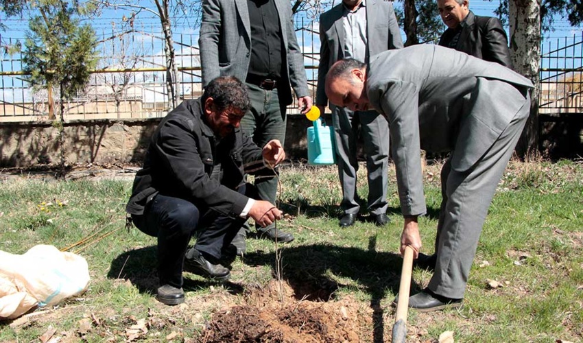 همزمان با روز طبیعت 18000 اصله نهال در زنجان کاشته شد