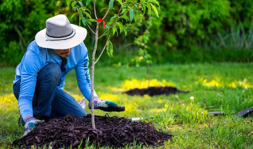 نقش کلیدی سازمان منابع طبیعی و آبخیزداری در چشم انداز توسعه کشور